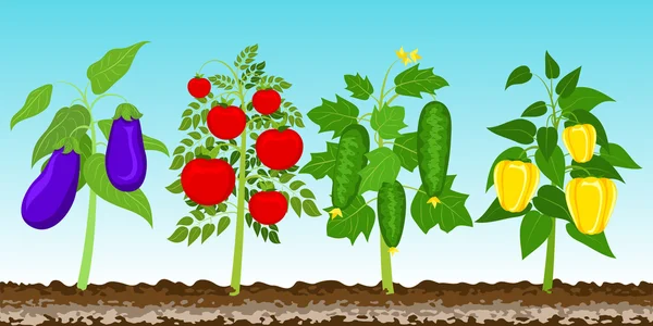 Tuin met groenten. Vectorillustratie EPS-10. — Stockvector
