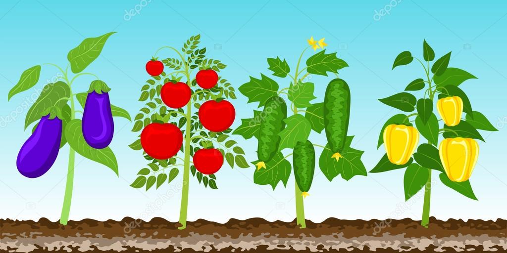 Garden with vegetables. Vector illustration EPS 10.