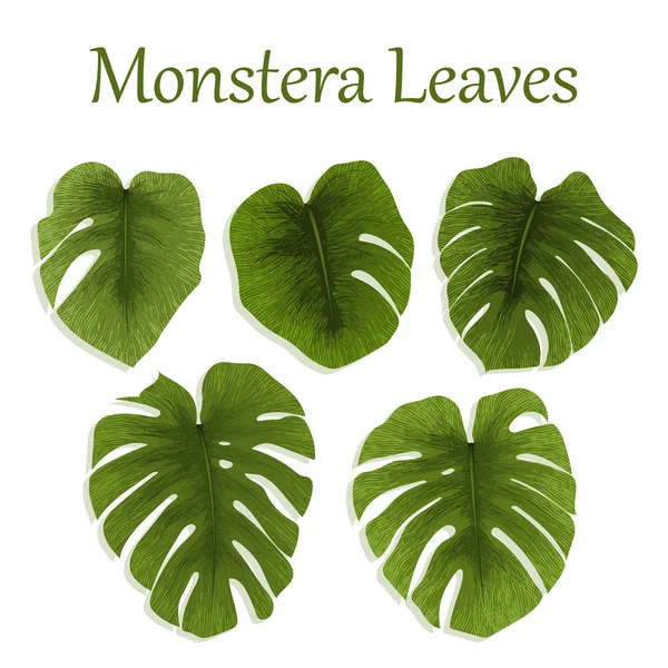Leaves monstera. Big green tropical leaves. Isolated on white ba — Stock Vector