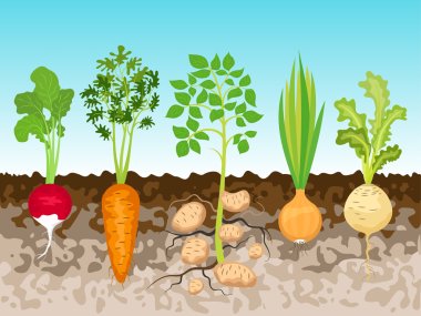 Garden with root vegetables. clipart