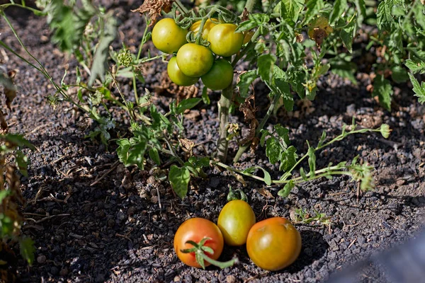 Frisch Geschnittene Tomaten Und Andere Auf Dem Zweig — Stockfoto