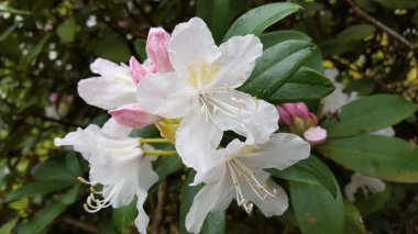 Rododendron pembe tomurcuklu soluk beyaz. Çiçek açan çiçekler.
