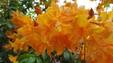 Yağmur damlalı altın rhododendron