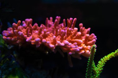 Montipora Digitata kırmızı - Acropora Yongei - Resif akvaryumu ve mavi arkaplanda Montipora Setosa.