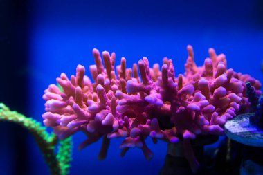 Acropora Yongei - Resif akvaryumu ve mavi arka planda Montipora Setosa.