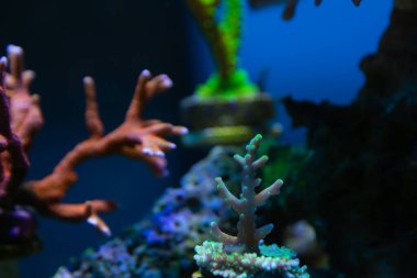 Montipora Digitata kırmızısı - Acropora Yonguei - Acropora narin.