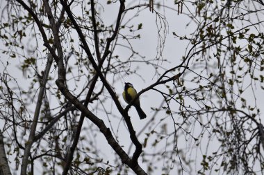 Great tit bird singing in the tree tops near to Oss, Netherlands