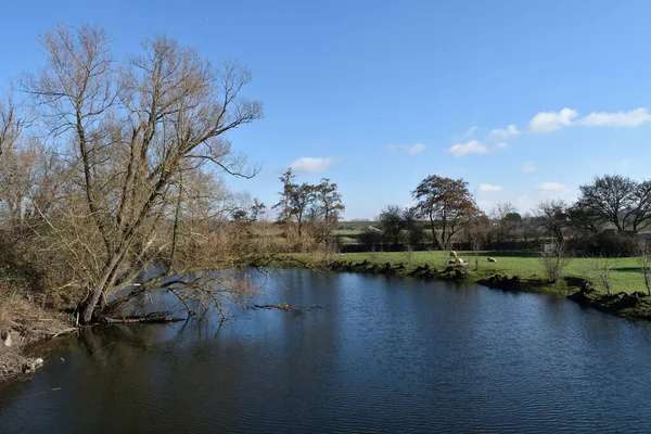 Peaceful river scene near Nijmegen in the Netherlands with sheep grazing on the grassy riverbank