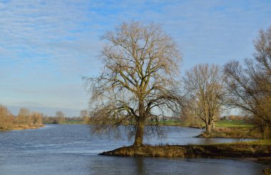 Hollanda Waal nehrinin kıyısında nöbet tutan büyük, görkemli bir ağaç.