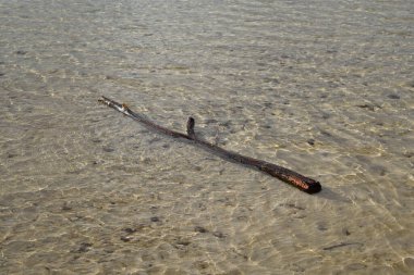 Hollanda, Oss yakınlarındaki soğuk bir gölün kıyısında güzel, pürüzsüz bir akıntı.