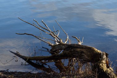 Kafasını suya daldıran bir geyiğe benzeyen yaşlı bir ağaç.