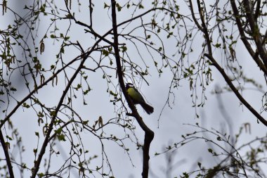 Great tit bird singing in the tree tops near to Oss, Netherlands