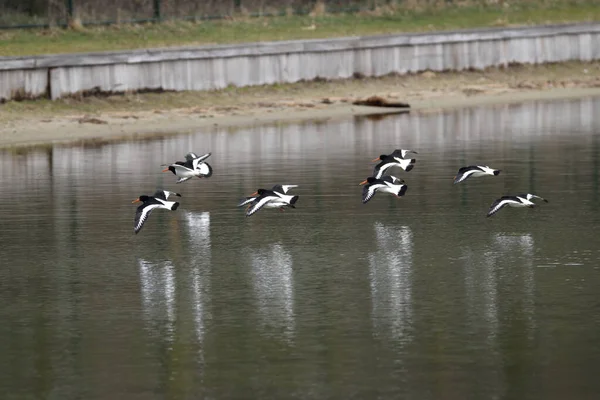 A flock of oystercatcher birds flying low over the water of a lake in Oss, Netherlands