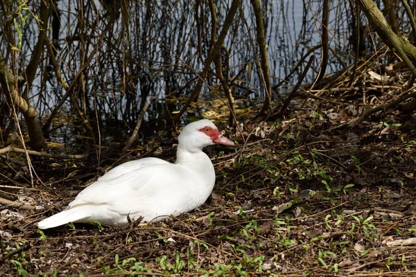 Anatra Solitario Moscovia Nel Fogliame Accanto Lago Vicino Oss Paesi — Foto Stock