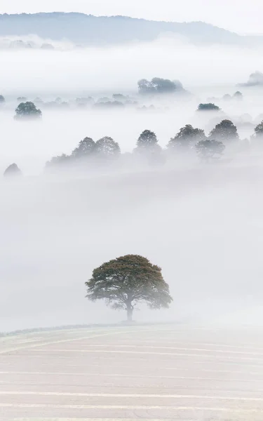 Lone tree set in farmers fields in the South Downs and surrounded by fog. The composition is vertical with layers of trees going in to the distance.