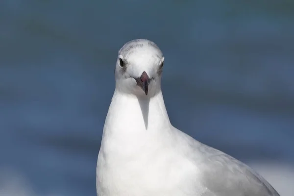 Dospělý Racek Černohlavý Chroicocephalus Ridibundus Zimním Peří Pozadí Moře — Stock fotografie