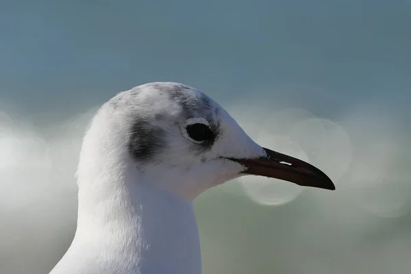 Adult Black Headed Gull Chroicocephalus Ridibundus Winter Plumage Blue Sky — Stock Photo, Image