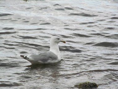 Dalgalar üzerinde martı