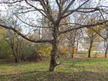 Sonbaharda yaşlı ağaç