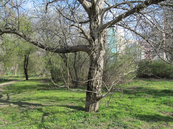 Старое Дерево Весной — стоковое фото