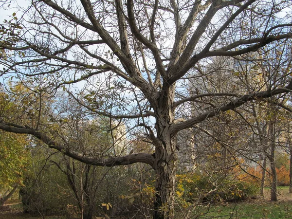 Alter Baum Herbst — Stockfoto