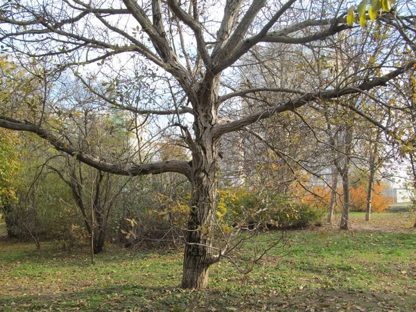Sonbaharda Yaşlı Ağaç — Stok fotoğraf