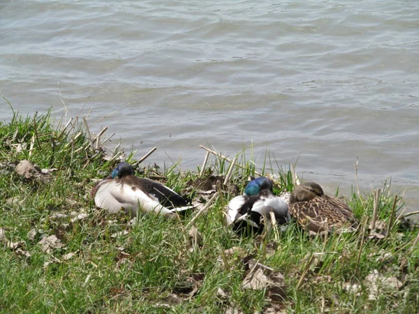 Wild Ducks City Park — Stock Photo, Image