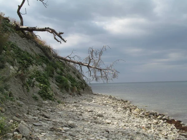 Árbol Caído Una Escarpada Orilla Del Mar — Foto de Stock