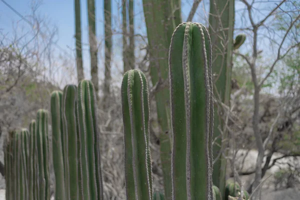 Linha Cacto Uma Rua Deserto Dia Ensolarado Tempo Seco Com — Fotografia de Stock