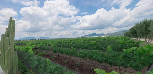 Üzüm bağları, Queretaro Meksika, yeşil tarla, mavi gökyüzü dağ manzaralı beyaz bulutlar, bahar günü, insan yok