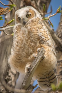 Büyük boynuzlu owlet