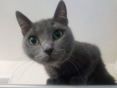 Gri evcil bir kedi bir dolaba poz veriyor. Hayvanın huzur içinde yatması..