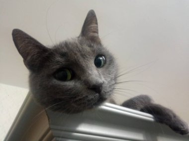 Gri evcil bir kedi bir dolaba poz veriyor. Hayvanın huzur içinde yatması..