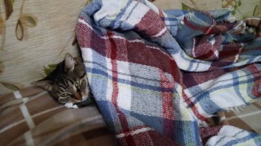 Kedi bir battaniyenin altında kanepede dinleniyor.