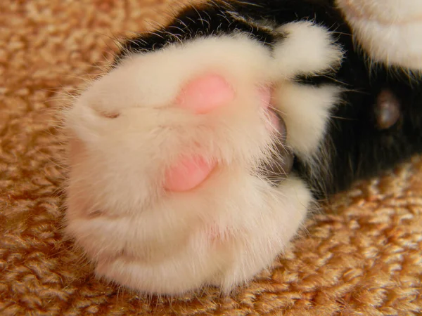 Лапа черно-белого кота крупным планом — стоковое фото