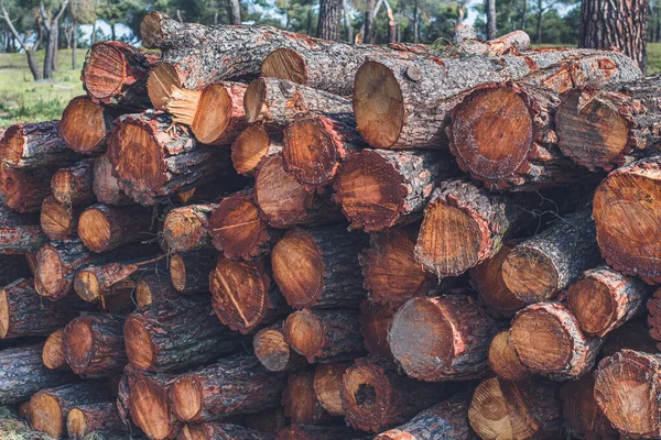 Pile Wood Logs Felled Stacked Trees — Stock Photo, Image