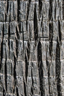 Ağaç gövdesinin gri dokusu