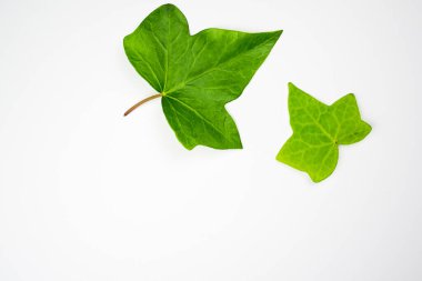 Beyaz arkaplanda kopyalama alanı olan doğal yeşil yapraklar