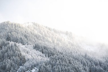 Dağ yamacında karla kaplı ağaçlarla kaplı kış ormanı parlak güneş ışığı altında