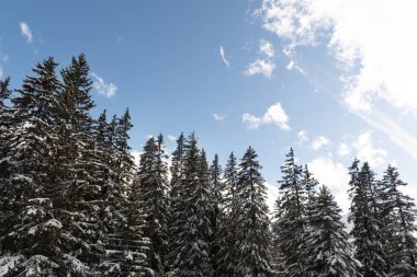 Karla kaplı çam ağaçları parlak mavi bir kış gökyüzü ve beyaz bulutlarla çelişiyor.