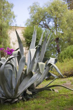 Güneşli bir günde İtalya 'nın Sicilya adasındaki Ragusa İbla Parkı' ndaki güzel kaktüs bitkisi.