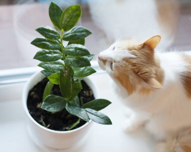 Beyaz tüylü kedi zamioculcas kokluyor.
