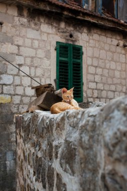 Karadağ 'ın eski Kotor kentindeki antik taş duvarda yatan güzel şirin kedi.