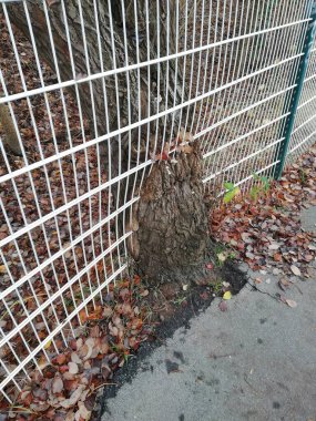 Wismar, Almanya. Ağaç metal çitlerin arasından filizlendi. Kasım 2020 'de tersanenin yanında..