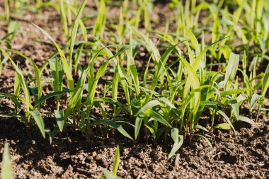 Toprakta yetişen yeşil çimenler