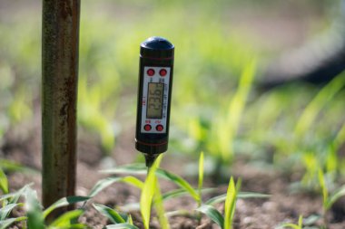 bir termometreyle toprak sıcaklığı ölçümü
