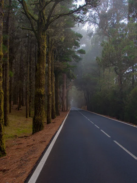 Асфальтована дорога в лісі — стокове фото