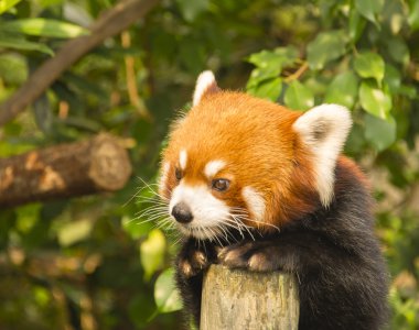 Kızıl bir panda portresi