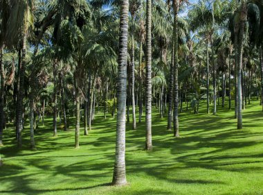 Çim ve Hindistan cevizi avuç içi