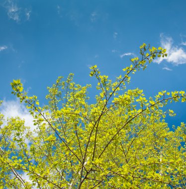 Amur Nehri Köprüsü troght.
